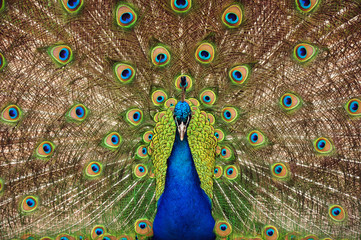 Obraz premium Proud peacock