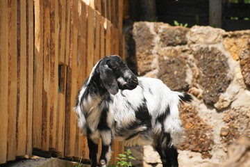 SONY DSC