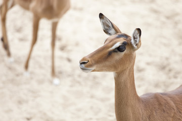 antilopes