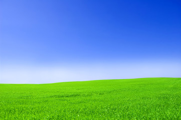 Fototapeta na wymiar Green field and blue sky.