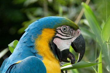 Blue-and-yellow Macaw