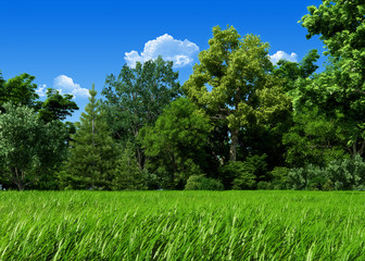 Very detailed 7000px forest glade template