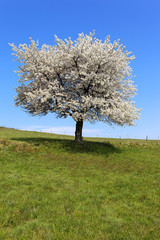 Naklejka premium arbre solitaire