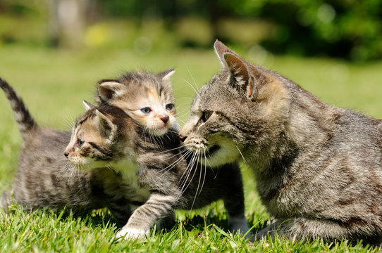 Katzenmutter mit Nachwuchs