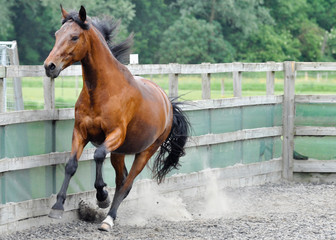 Brown Horse in Paddock - II