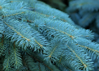 Branches of a silvery fur-tree close up