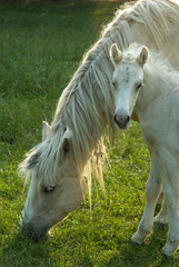 Obraz premium teneri cavalli bianchi