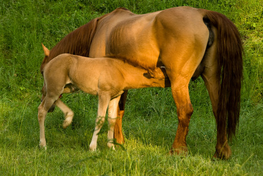 Allattamento al tramonto