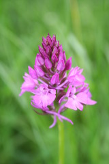 Knabenkraut Orchidee