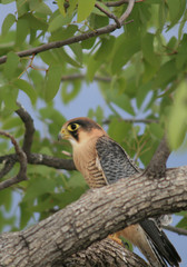 Faucon chicquera