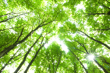 Obraz premium green leaves