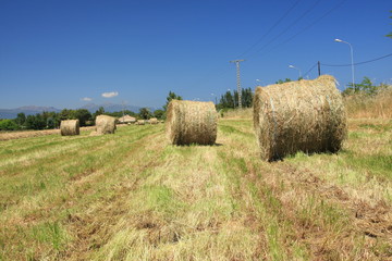 balots de foin dans un champs