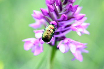 Blattkäfer auf Orchidee
