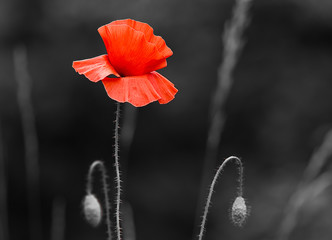 Coquelicot d&eacute;-saturation