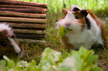 Meerschweinchen beim Salat fressen