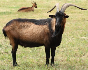 Bouc