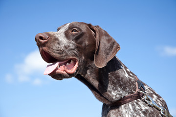 hunting dog on blue sky
