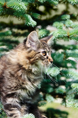 Obraz premium Tabby kitten and fur-tree branches
