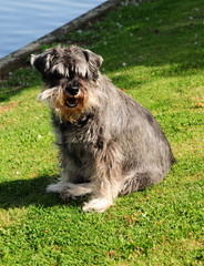 schnauzer