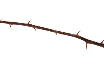 Sharp thorns