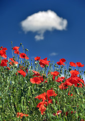 Obraz premium Mak kukurydziany