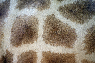 manchas de girafa