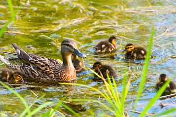 duck with kids