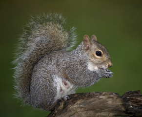 squirrel