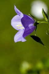 Glockenblume