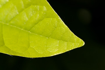 Kirschlorbeer im Garten