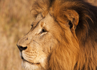 Fototapeta na wymiar Male Lion With Scars Close-up