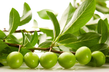 growing green plums isolated on the white