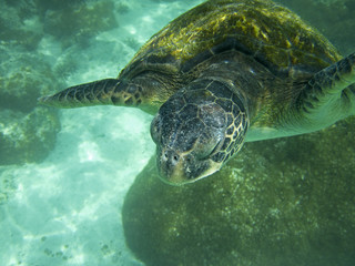 Fototapeta premium Large Sea Turtle Underwater