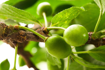 growing green plums isolated on the white