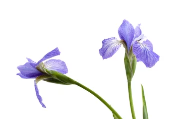 Cercles muraux Iris Iris