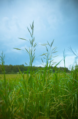 Grass against blue sky