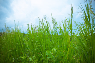 Fototapeta premium Grass against blue sky