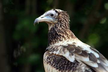 vautour percnoptère,neophron percnopterus