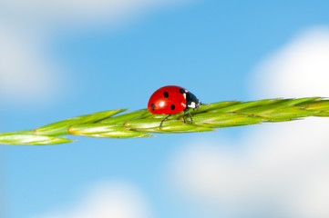 Ladybird on grass