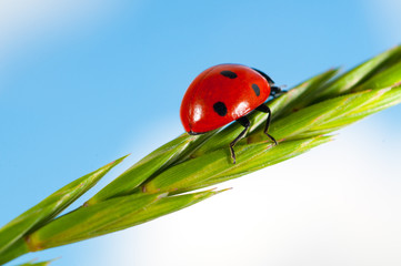 Ladybird on grass