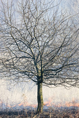 Tree on fire