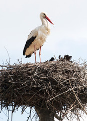 Fototapeta premium White stork in the nest
