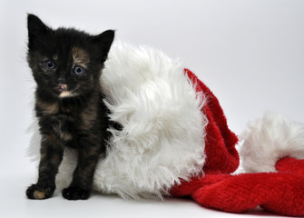 christmas kitten 1