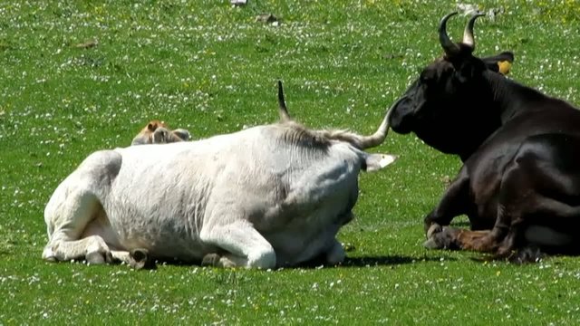 Cows Mountain