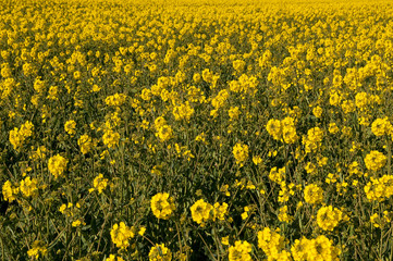 Champ de fleurs de colza oléagineux
