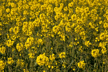 Champ de fleurs de colza oléagineux