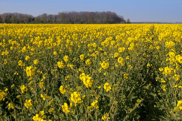 Fototapeta premium Champ de fleurs de colza oléagineux
