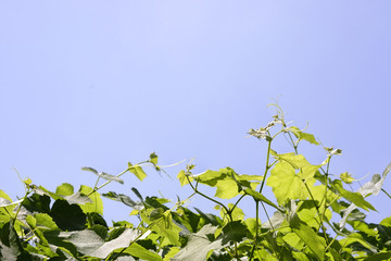 Виноградная лоза