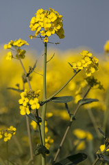Champ de fleurs de colza oléagineux