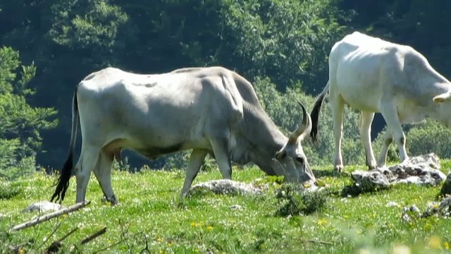 Cows Mountain